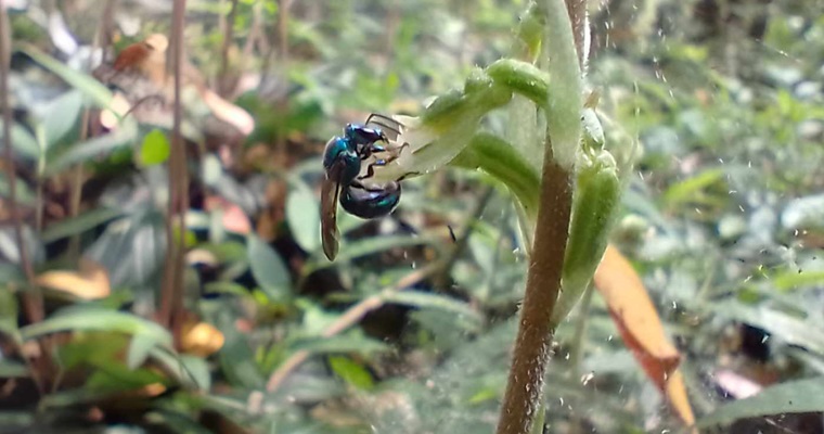 Abeja verde metálica, polinizadora exclusiva de las orquídeas terrestres vallunas