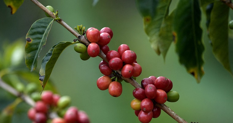 Nanotecnología frenaría acción de hongo que enferma a los cafetales