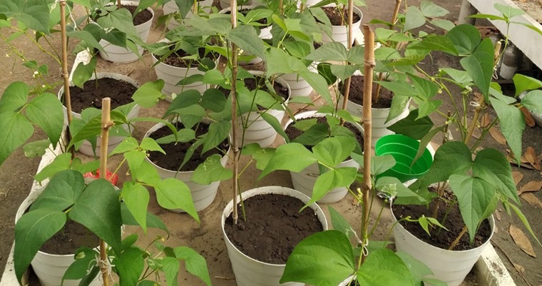 Fríjol crece más con abonos verdes como el maní forrajero