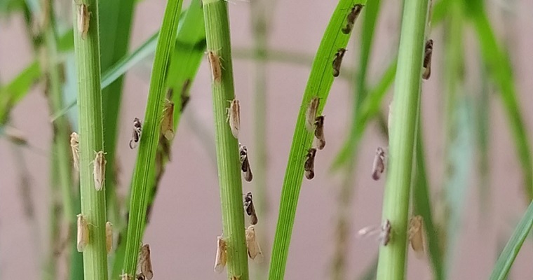 Identifican genotipos resistentes a sogata, enemigo mortal del arroz