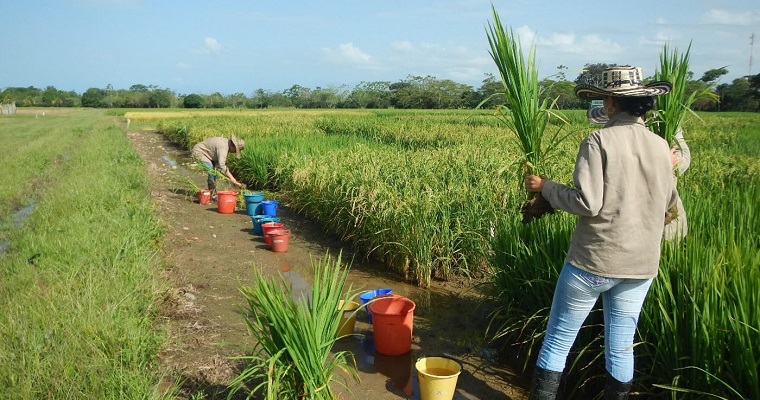 Ante evidencias de cambio climático, modelos agrícolas para cultivar arroz se deben ajustar