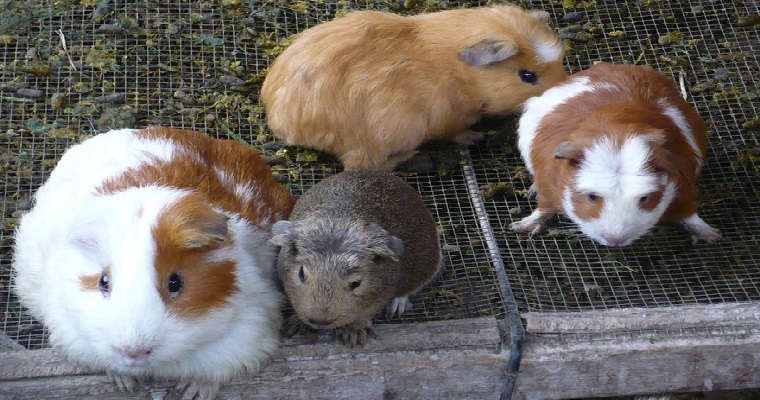 Probióticos ayudarían a producir cuyes más grandes, sanos y nutritivos
