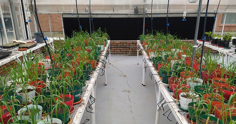 Gracias a ciertas bacterias, cultivos de avena altoandina no morirían por las sequías