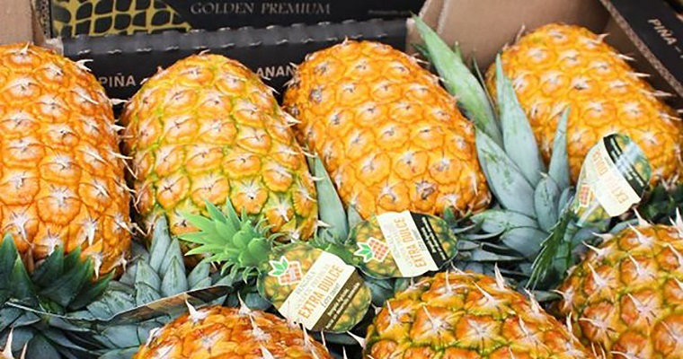 Dosis adecuada de fertilizantes garantiza calidad nutritiva de la piña oro miel