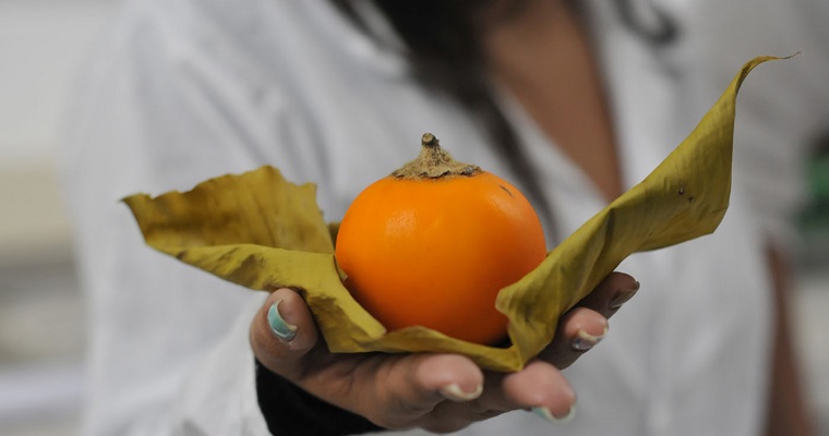 Combinación de tecnologías extiende vida útil del lulo hasta 15 días