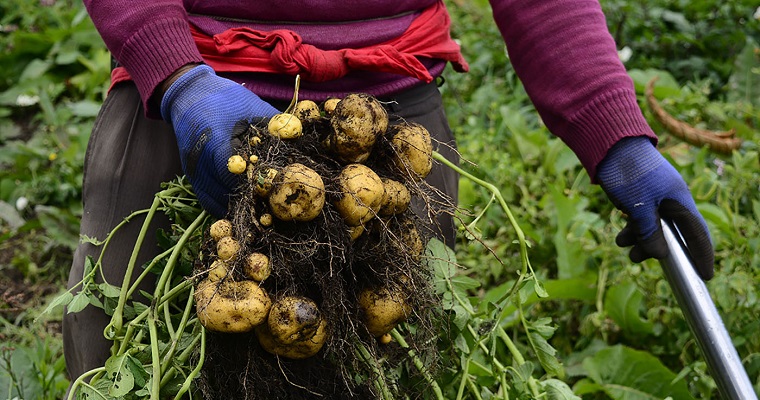 Investigadores encuentran datos clave para cultivar papas con menos químicos