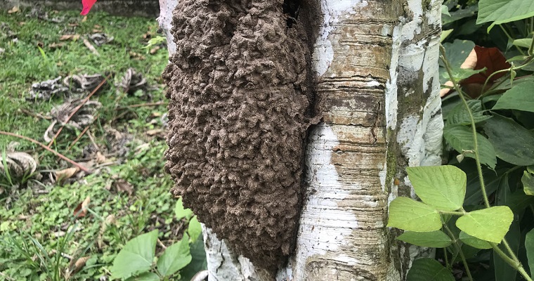 Con inteligencia artificial se predeciría ataque de termitas a árboles y cultivos