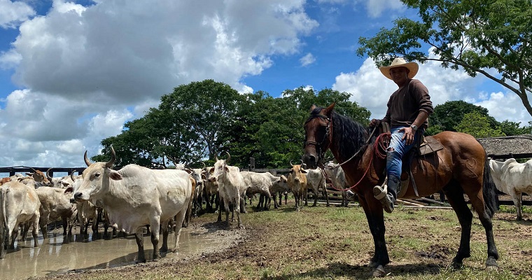 Al rescate de la ganadería tradicional, pilar sostenible en Paz de Ariporo (Casanare)