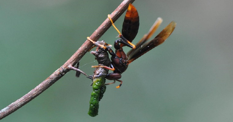 Productores de palma en Cesar se están avispando con el control de plagas