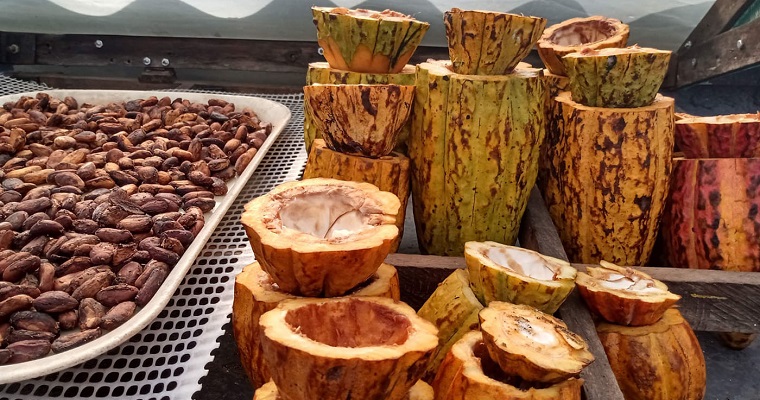 Juventudes rurales son la nueva generación del cacao en el Valle del Cauca