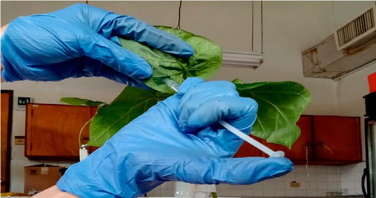 En las hojas del tomate de árbol habría una respuesta a su necesaria tecnificación