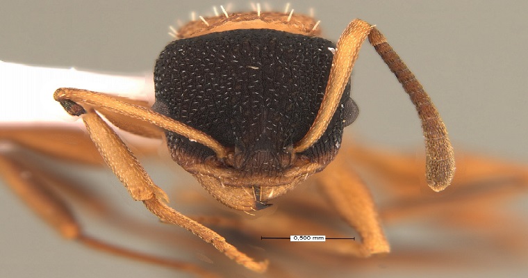 Colombia retoma el estudio de “hormigas huérfanas”: identifican 10 posibles nuevas especies