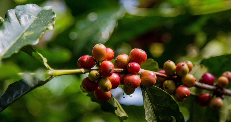 Hongos serían aliados en el crecimiento de 3 variedades de café