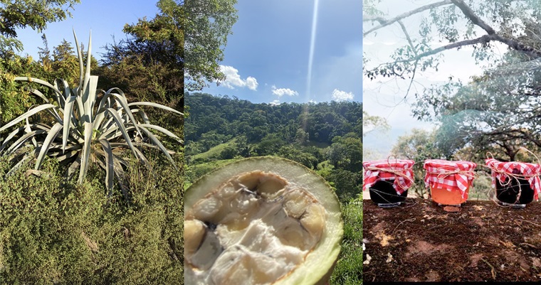Residuos de agave con potencial cosmético, vinos de frutas y colorantes naturales, innovaciones presentadas en Congreso de la UNAL