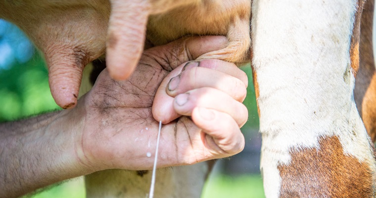 Con una mejor administración, fincas lecheras de Ubaté serían más competitivas