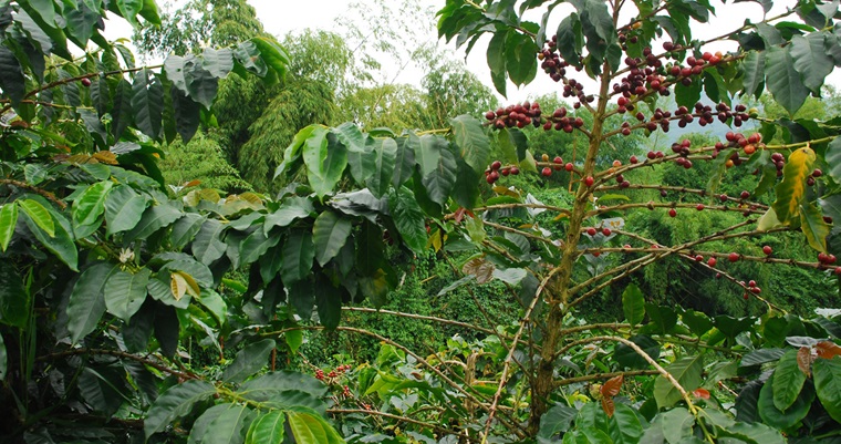 Encuentran en la cáscara del café compuestos con gran potencial para la industria agroalimentaria