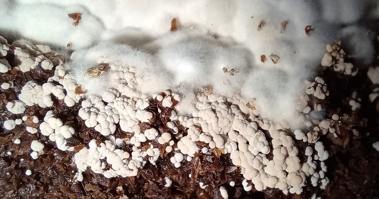 Microorganismos de montaña, materia prima para insumo que mejora nutrición de cultivos