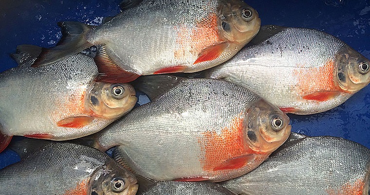 Residuos de cachama, plátano y cacao, materia prima para producción de biogás en Arauca