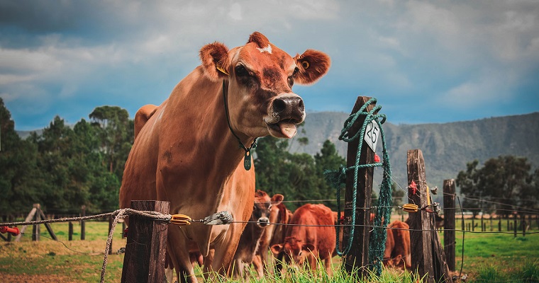 Pasto kikuyo, con más fibra digerible para vacas lecheras