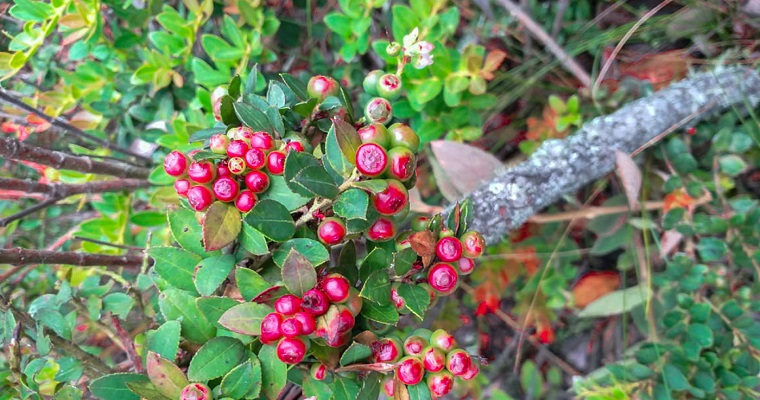 Determinan dosis idóneas de nitrógeno y fósforo para producir agraz en mejores condiciones