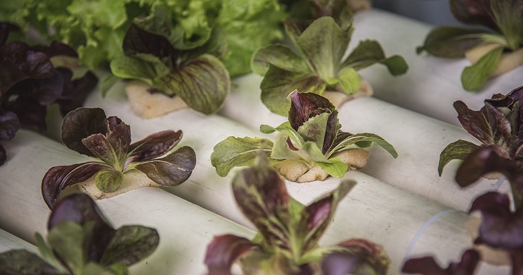 Fotogalería. Acuaponía autónoma, crecimiento eficiente y sostenible