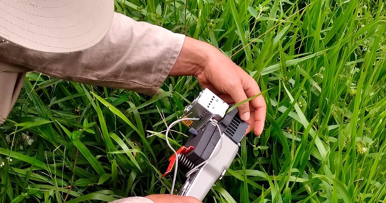 Con pasto jesuita gigante se podrían alimentar más vacas por hectárea