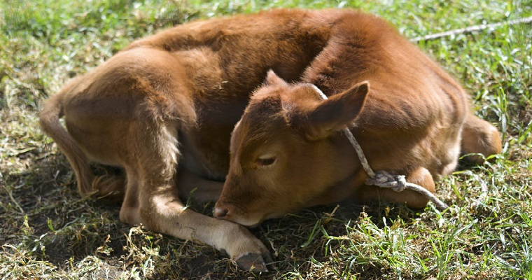 Identifican parásito que afecta la ganadería en Arauca