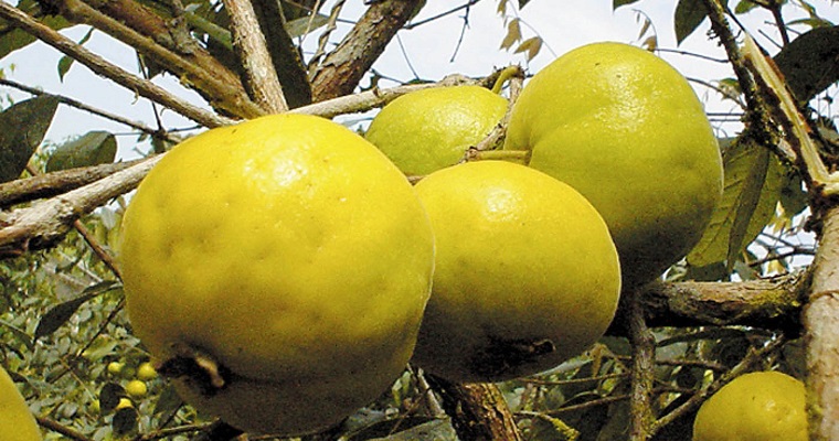 En galleta, salsa o deshidratada también se disfruta la guatila y el arazá