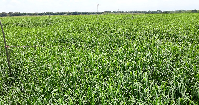 Alta productividad del forraje Tifton 85 se confirma en el Valle del Cauca