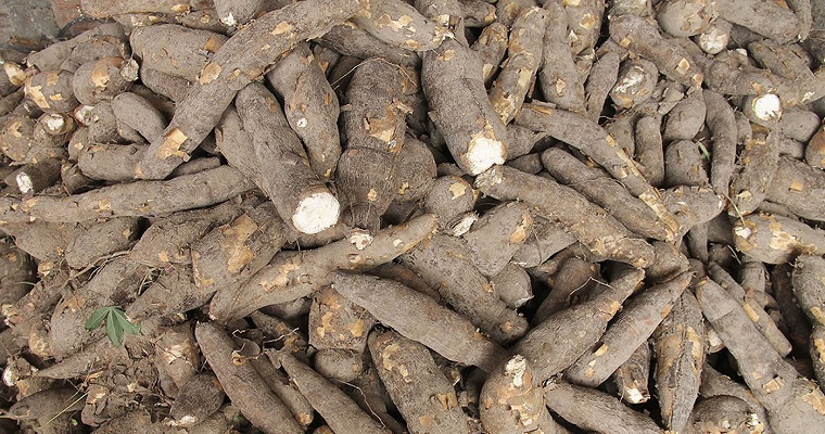 La biodiversidad salvaría la yuca de enfermedades y altas temperaturas