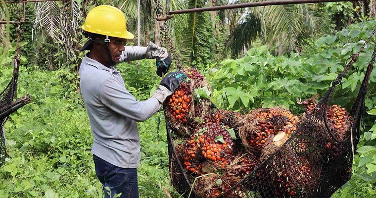 Cultivos de palma utilizan hasta 486 litros de agua diarios en Cesar