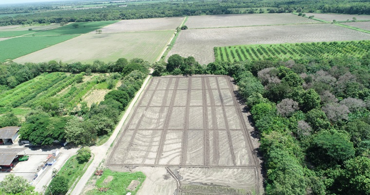 Uso de agua en cultivos de arroz se podría reducir hasta en un 54 % sin afectar el rendimiento