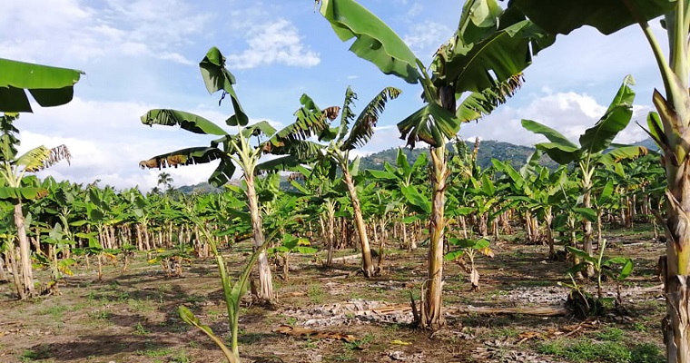 Hallan nuevas especies de parásito letal que ataca el plátano y el banano