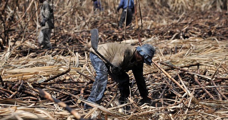 Poca luz solar disminuye la sacarosa en el cultivo de caña de azúcar