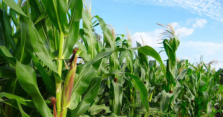 En maíz identifican y caracterizan hongos que producen toxinas