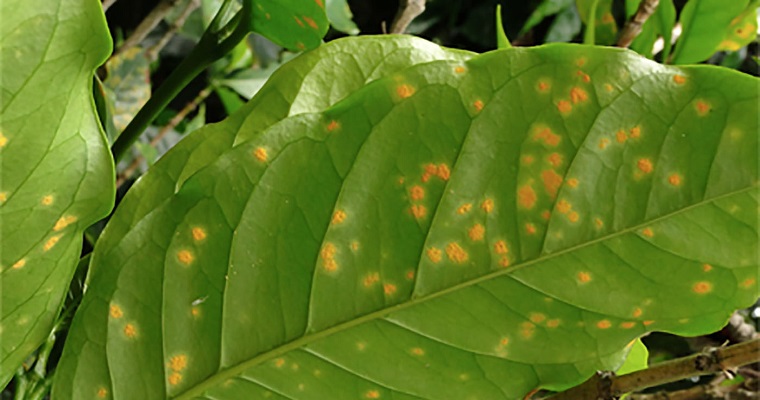 Seis nuevos registros de royas para el departamento de Caldas