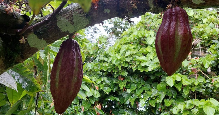 Cacaoteros y transformadores de cacao de Tumaco reciben asistencia técnica especializada de la UNAL