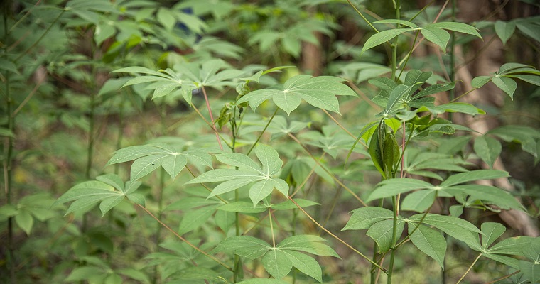 Validan gen de la yuca que resistiría el ataque de enfermedades