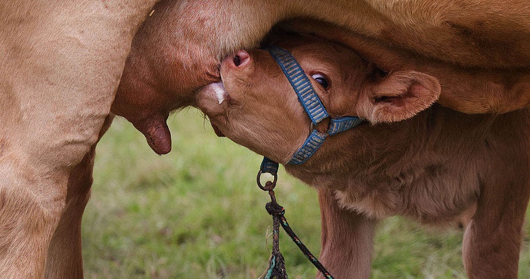 Controlar la tuberculosis bovina dificulta la certificación de pequeños productores lecheros