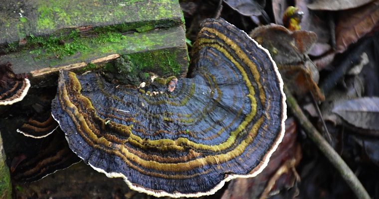 Identifican en Yotoco 50 géneros de hongos con potencial culinario y farmacéutico