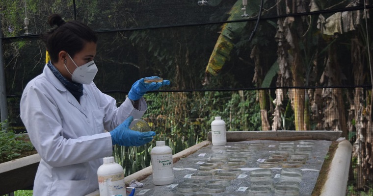 Árbol de la lluvia, leguminosa con mayor resistencia a sequías en el Huila