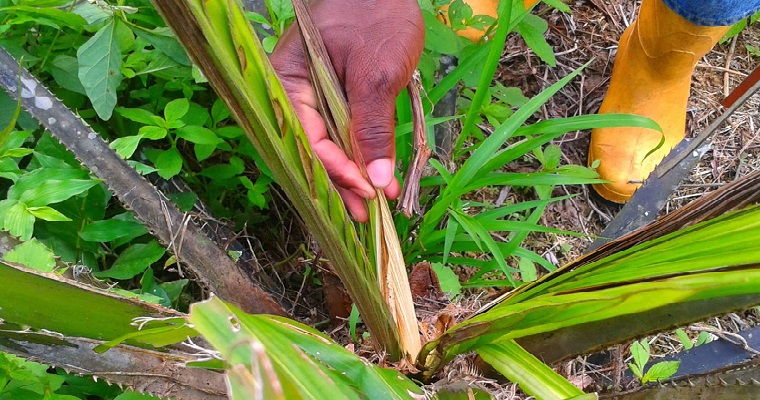 Humedad y lluvia aumentan probabilidad de pudrición del cogollo en palma de aceite
