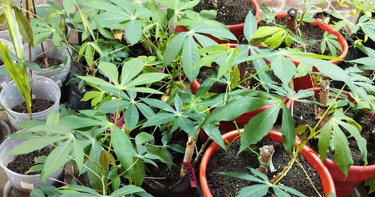 Hervir o macerar las hojas de yuca reduce su capacidad tóxica para aprovechar sus nutrientes