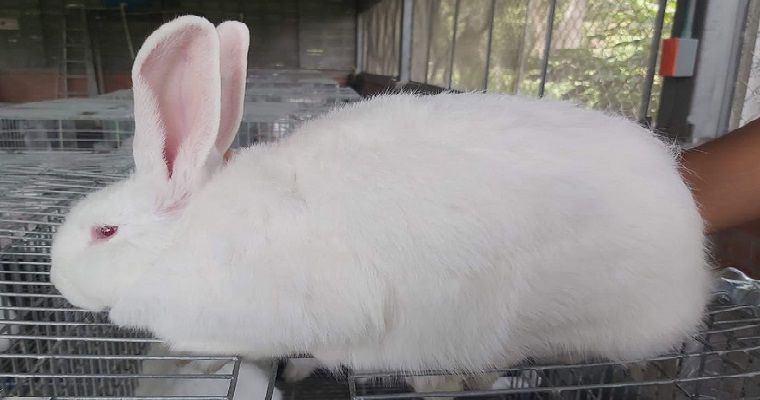 Nuevo método mejoraría la producción de conejos en el país
