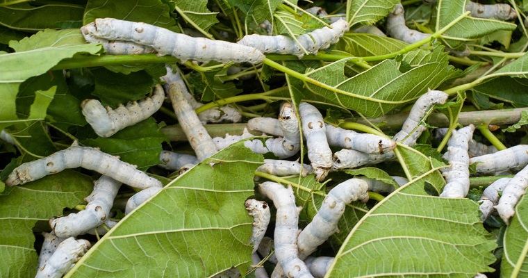 Gusano de seda y hojas de Oxandra xylopioides mejorarían desarrollo de embriones bovinos