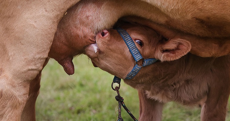 Peso de las vacas, indicador esencial en la reproducción del ganado bovino