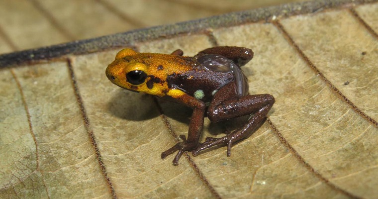 Biodiversidad de Supatá es fascinante: identifican 33 especies de anfibios y reptiles