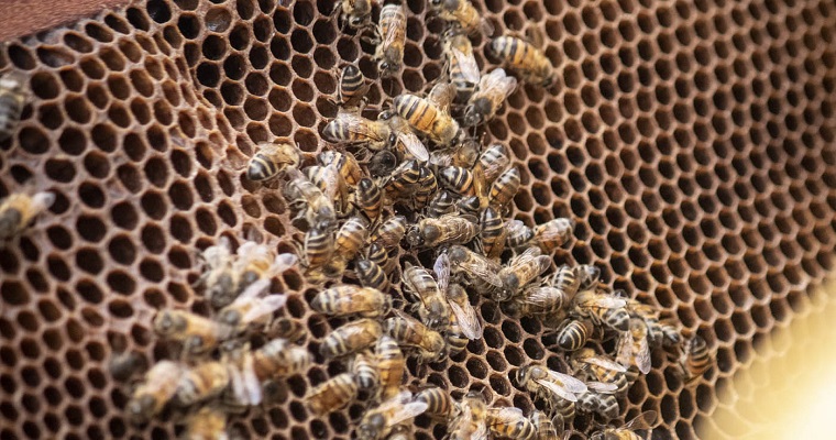 Más allá de la miel: revolución apícola en Tame con apoyo de la UNAL