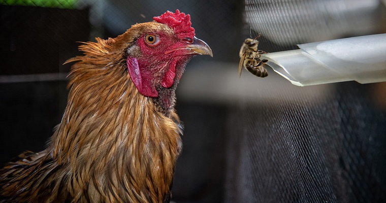 Gallinas mejor nutridas y con intestinos saludables gracias al propóleo de abejas