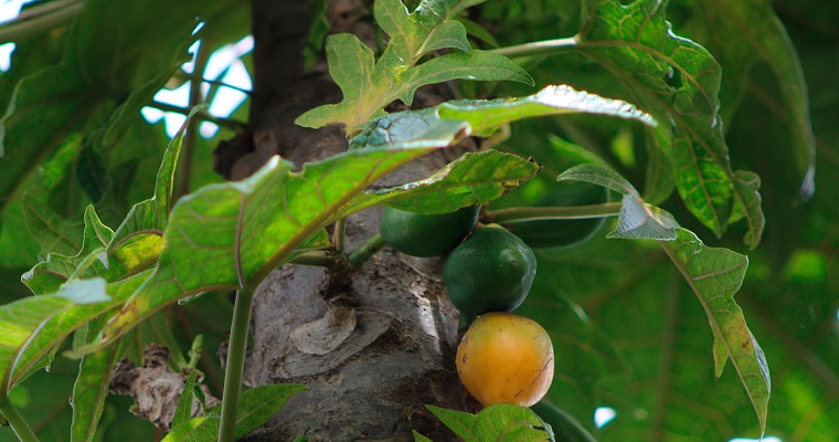 No todo está dicho sobre las papayuelas: descubren nueva especie y datos de su origen
